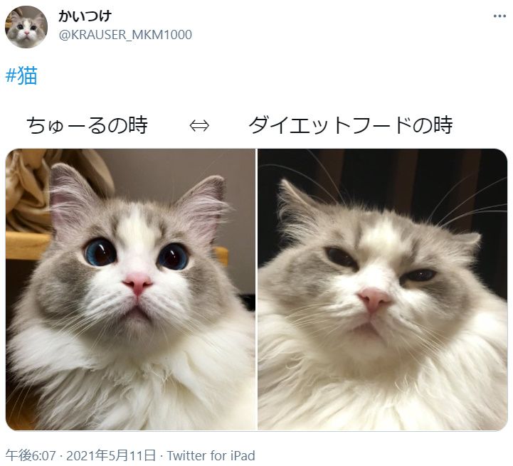 ちゅ～る→喜　ダイエットフード→不満　露骨に表情を変える猫さん