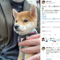 愛犬と抱っこ散歩している最中の投稿がTwitterで話題。