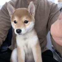 闘病中に見た実家の柴犬の姿がきっかけできなこちゃんを迎え入れることになった飼い主。