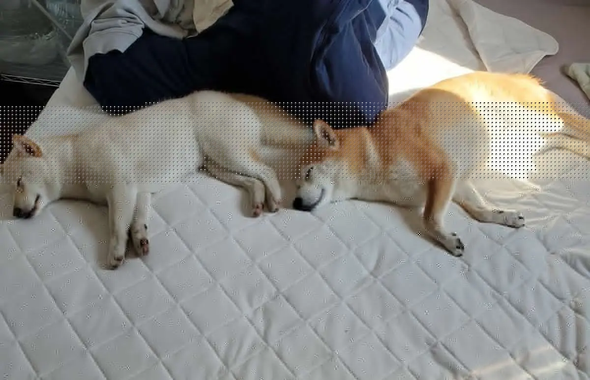去年迎え入れたという白柴のむぎちゃんも含めた2匹の柴犬と暮らす飼い主夫婦。