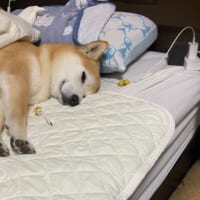 飼い主のベッドでスヤスヤ眠りにつく愛犬の姿が話題。