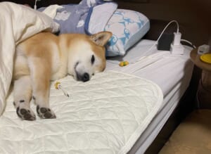 飼い主のベッドでスヤスヤ眠りにつく愛犬の姿が話題。