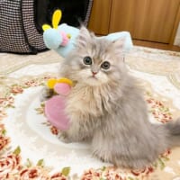 先日には新メンバーとしてメープルちゃんが「加入」。5匹の猫と暮らす飼い主。