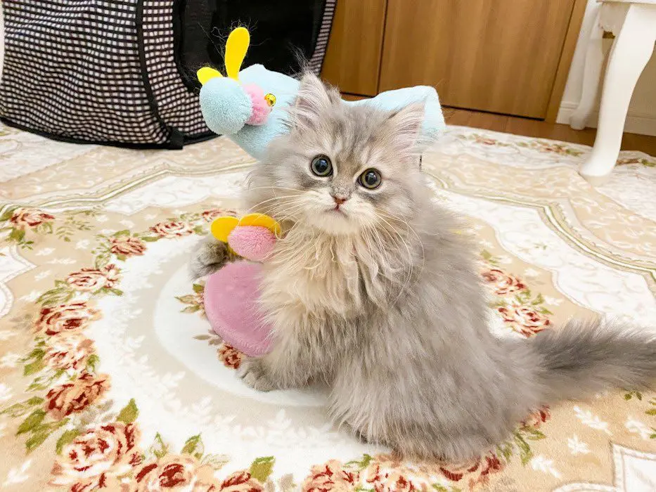 先日には新メンバーとしてメープルちゃんが「加入」。5匹の猫と暮らす飼い主。