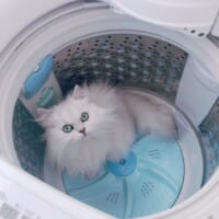 洗濯機の中にミミちゃん。
