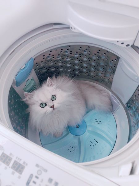 洗濯機の中にミミちゃん。