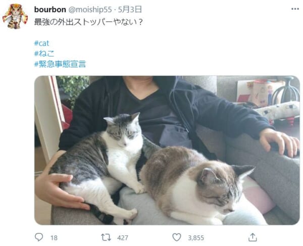 飼い主に「今年のGWはステイホームですニャ」と諭す？愛猫の姿がTwitterで話題に。