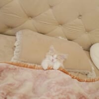 ベッドを完璧に使いこなす子猫が話題に。