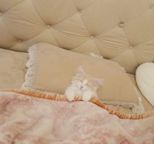ベッドを完璧に使いこなす子猫が話題に。