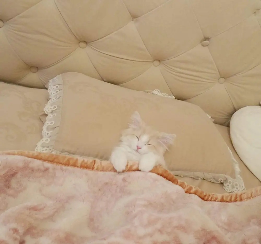 人間かな？　器用にベッドを使いこなす子猫