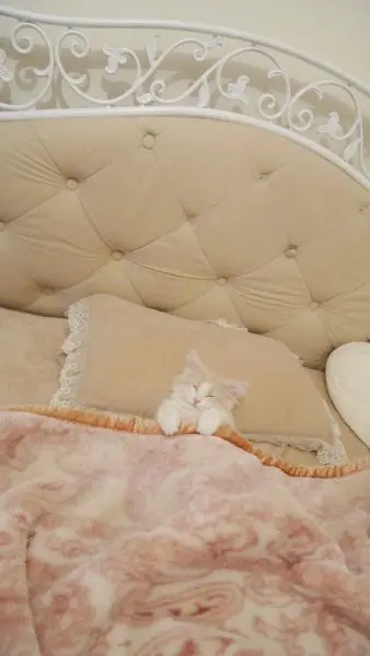 器用に毛布をかけ、首元に枕をおいて眠っているシューくん。