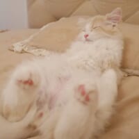 飼い主が毛布を掛ける前のシューくん。人間かな？