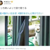 ベランダの外から見せる愛猫の眼光鋭い視線が話題。