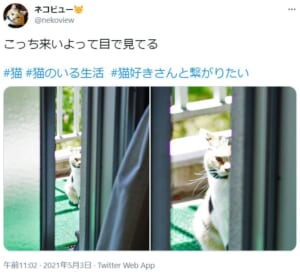 ベランダの外から見せる愛猫の眼光鋭い視線が話題。