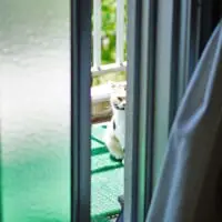 ベランダの外から飼い主をじっと見つめるタマちゃん。