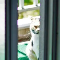 アップ画像では、その眼光の鋭さが顕著に。