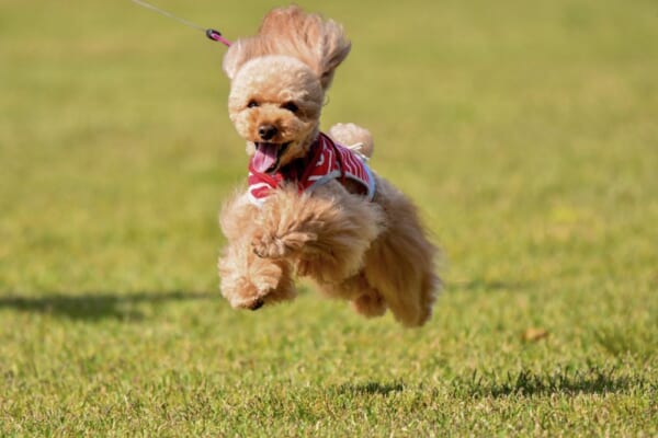 躍動感あふれる愛犬を写した写真がTwitterに投稿される。