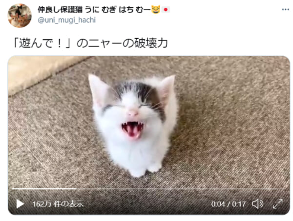 遊んでニャー！かわいい子猫の動画に尊死（とうとし）続出