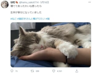 愛猫にピッタリ腕を掴まれ添い寝される事案が発生。