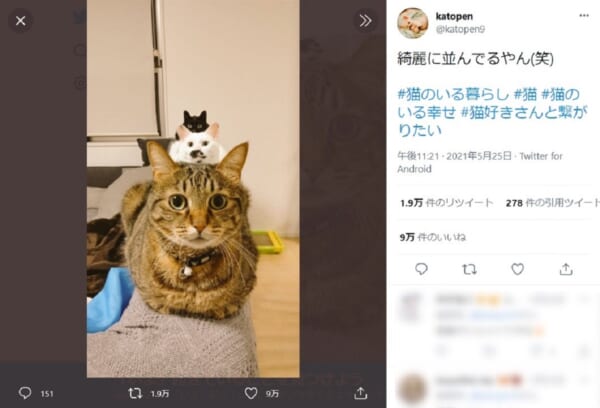 下からシシマルくん、ダイフクちゃん、ビターくん