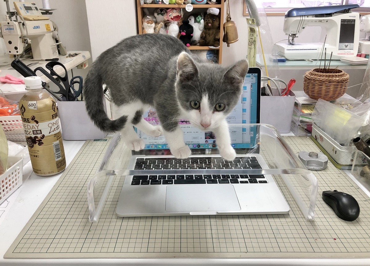 PC作業中キーボードに乗ってくる愛猫　防止用にモニター台を買ったが……