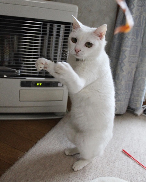 ファイティングポーズを取る白猫のリリーちゃん