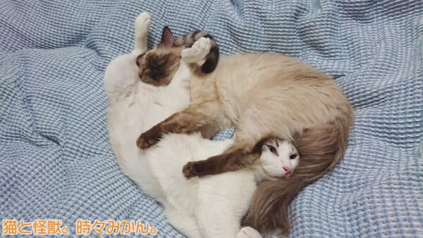 まるでプロレス技？複雑な体勢でも気持ちよさそうに眠る2匹の猫