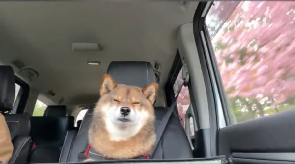 諦めて眠ることにした花ちゃん
