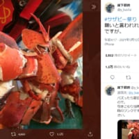 「エビだよ、それは！」オマールエビの殻で作ったサザビーが話題