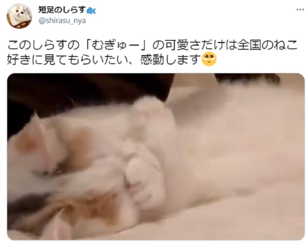 マンチカンのかわいすぎる「むぎゅー」に悶絶する人が続出