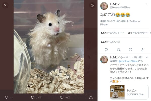 「なにこれ」無造作な毛並みのハムスターに返信欄が大盛り上がり