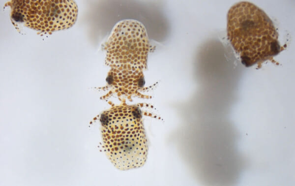 ドラゴン補給船に積み込まれるハワイミミイカ（Image：Jamie S. Foster）