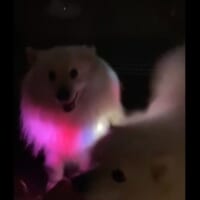 動画の最後はもう1匹の犬らしき乱入者の姿が。