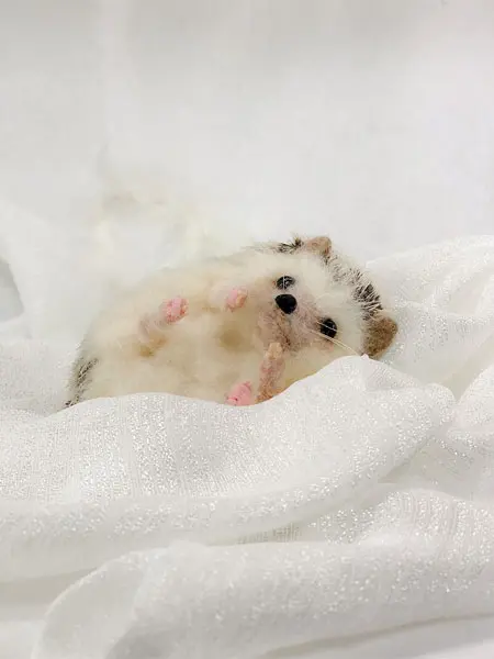 ＊羊毛フェルト＊うちの子オーダー　Hiroko様 羊毛フェルト＊うちの子オーダーHiroko様