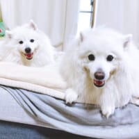 生粋の犬好きな飼い主は、小太郎くんと小鉄くん2匹の犬と暮らしています。