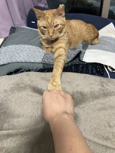 飼い主さんと見事なまでのグータッチを披露するくぅちゃん。