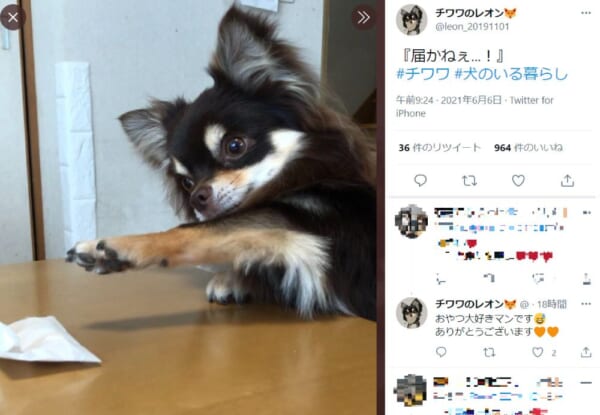 「届かねぇ……」大好きなおやつに手を伸ばすワンちゃんが激写。
