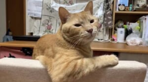 「おっさん入ってると思うんだけど」飼い主を困惑させるメス猫の姿が話題。