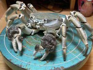 生きているかのように自在に動く蟹の陶器を作った陶芸家がTwitterで話題。
