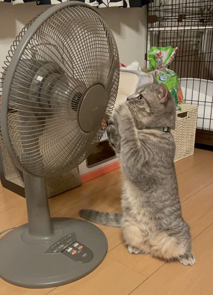 初恋は扇風機　生まれて初めての夏「扇風機に恋した猫」