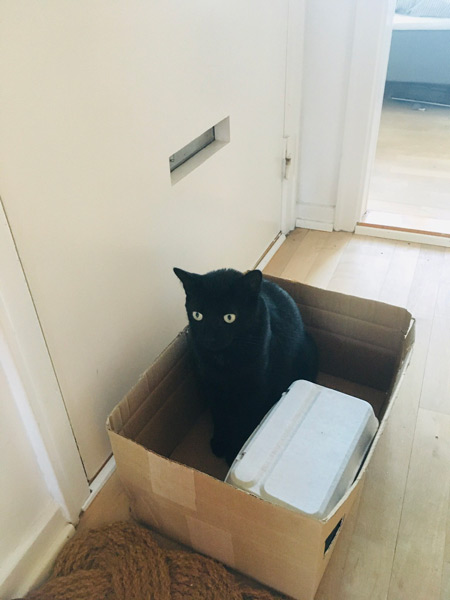 「どうか捨てないで」お気に入りの段ボール箱を守りたい黒猫が無言のアピール