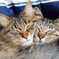 元保護猫のとらちゃんと甘ちゃんという2匹の猫とも一緒に暮らしている飼い主。