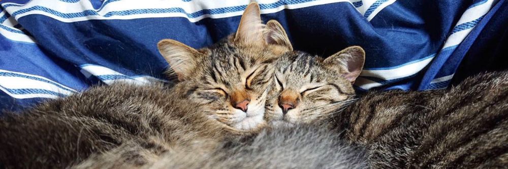 元保護猫のとらちゃんと甘ちゃんという2匹の猫とも一緒に暮らしている飼い主。