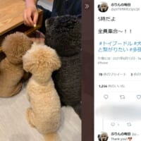 「全員集合！」飼い主の号令とともに集ったトイプードル4兄弟の姿が話題。