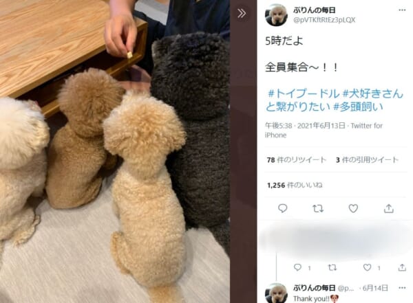 「全員集合！」飼い主の号令とともに集ったトイプードル4兄弟の姿が話題。