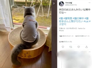 休日のお父さんみたいな背中の猫がTwitterで投稿される。