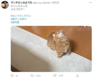 ニャンメダル級の演技を披露する猫の姿がTwitterで話題。