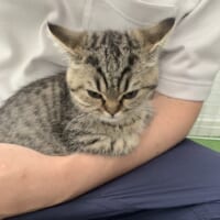 絶対に許さなニャい……飼い主の腕の中で静かに怒る子猫かわいい