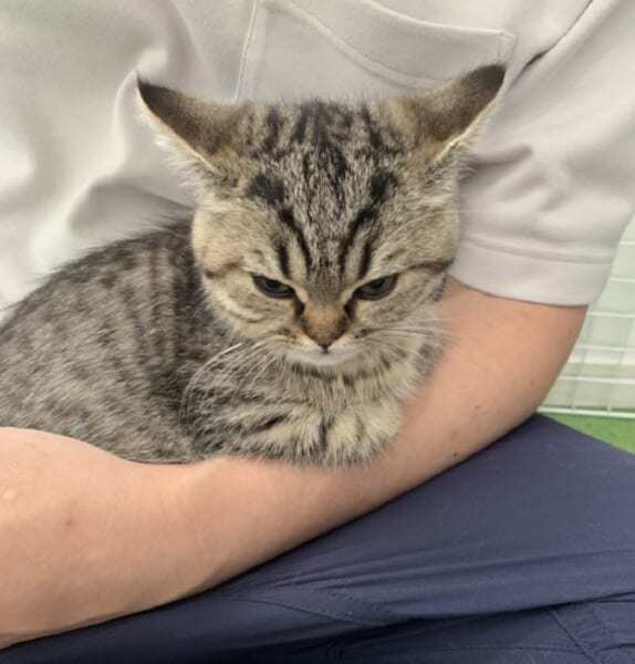 絶対に許さなニャい……飼い主の腕の中で静かに怒る子猫がかわいい