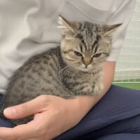 飼い主の腕の中に収まる様子がかわいい